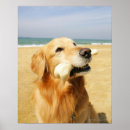 Search for golden retriever posters Color image