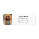 Search for poodle return address labels Animal lover