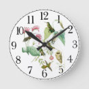 Search for hummingbirds clocks Wildlife