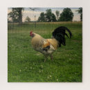 Search for farm puzzles Birds