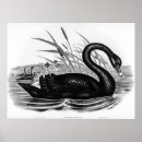 Search for black and white antique bird posters Swan