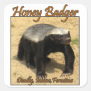Search for honey badger stickers Animal