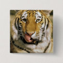 Search for tiger eye buttons Animal