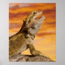 Search for dragon posters Animal