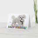 Search for bichon frise birthday cards White