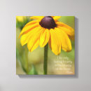 Search for black eyed susan Photography