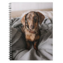 Search for dapple dachshund gifts Puppy