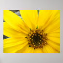 Search for yellow sunflower photography posters summer
