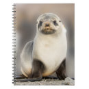 Search for seal pup gifts Beach