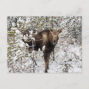 Search for animal postcards Moose