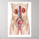 Search for human anatomy posters Endocrine system