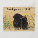 Search for buffalo postcards Tourism