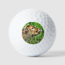 Search for cow golf balls Farming