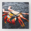 Search for crab clocks Blue