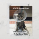 Search for funny surgery postcards Cat