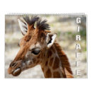 Search for giraffe calendars Nature
