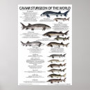 Search for 20x30 posters Fun