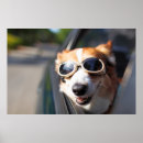 Search for dogs wearing glasses posters Puppy