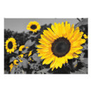 Search for black white sunflower art Photography