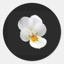 Search for pansy flower stickers White
