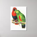 Search for eclectus parrot Tropical