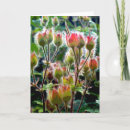 Search for pod cards Flowers