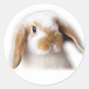 Search for holland lop bunny