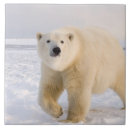 Search for bear tiles Playing