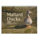 Search for duck calendars photography