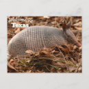 Search for armadillo gifts usa