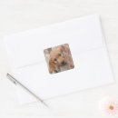 Search for goldendoodle stickers Mix breed