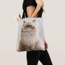 Search for birman cat Beautiful