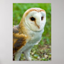 Search for barn owl posters Nature