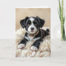 Search for border collie birthday cards Puppy