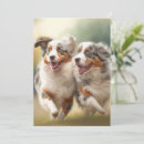 Search for australian shepherd cards Aussie