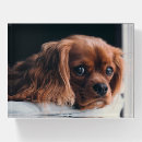 Search for cavalier king charles Animal lover