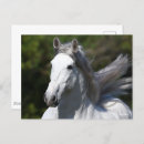 Search for headshot postcards Stallion