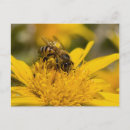 Search for honey bee postcards Daisy