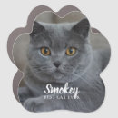 Search for cat magnets Pet photo