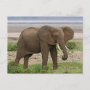 Search for tanzania postcards Lake manyara national park