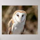 Search for barn owl posters Wild