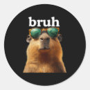 Search for capybara stickers Meme