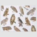 Search for owl tissue paper Birds