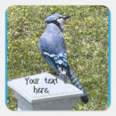 Search for blue jay stickers Wildlife