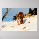 Search for snowy mountain posters Animal