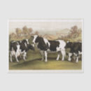 Search for cow tissue paper Holstein