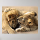 Search for lion gifts Cubs