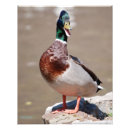 Search for mallard duck painting posters Animals