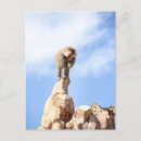 Search for funny monkey postcards Zoo