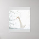 Search for white peacock art Beautiful